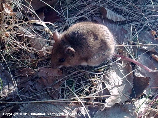 ospata myska :)