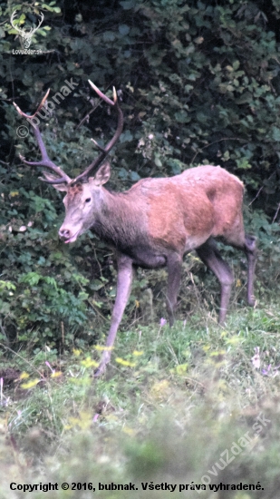 Jeleň