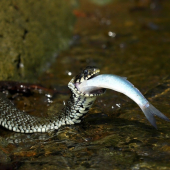 užovka s úlovkom