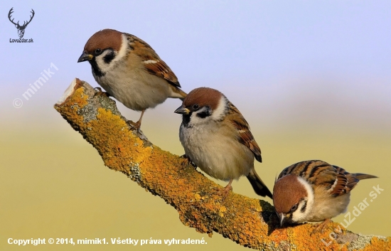 trio