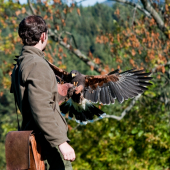 Ja a Saša (harris hawk) :)