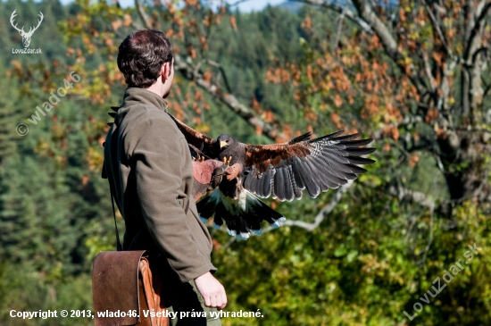 Ja a Saša (harris hawk) :)