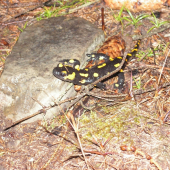 Salamandra skvrnita