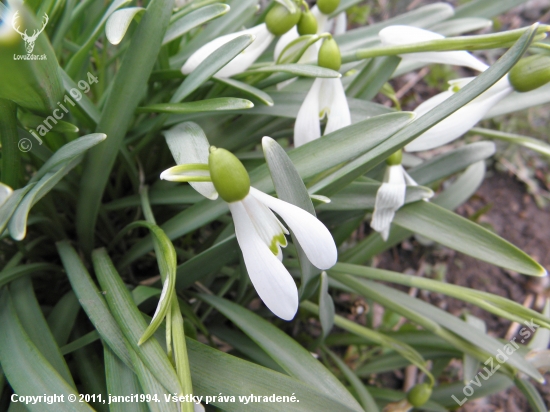 Galanthus nivalis - Snežienka jarná