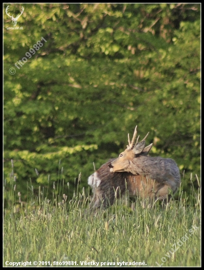 capreolus capreolus