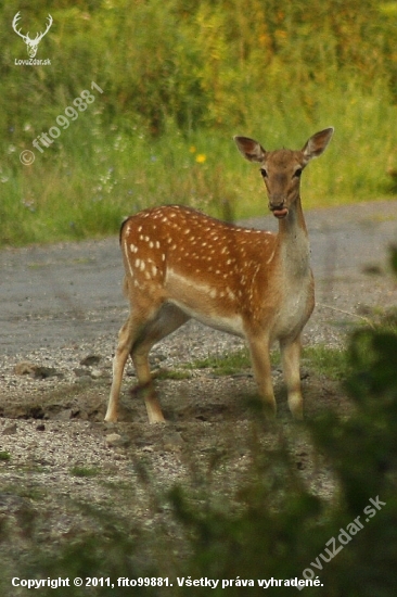 Vynikajúce lízatko...