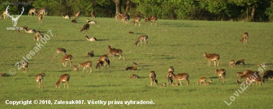 Ale ich je....(viac sa ich nazmestilo).