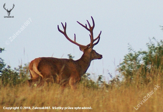 Jeleň