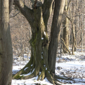 zakliata lesná tanečnica