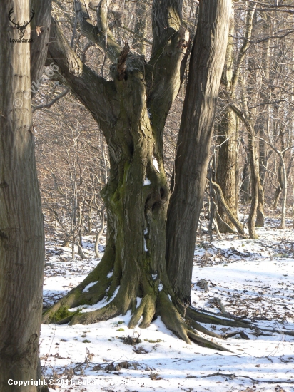 zakliata lesná tanečnica