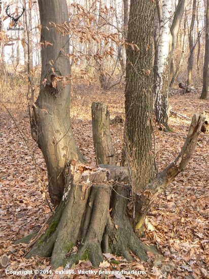 žeby kreslo pre hosťa ?