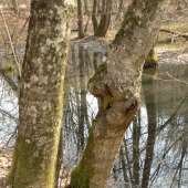 pokojná-číra  hladina