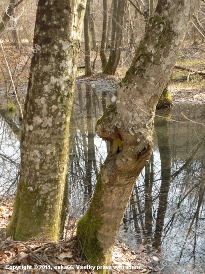 pokojná-číra  hladina