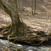 s koreňmi nad vodou