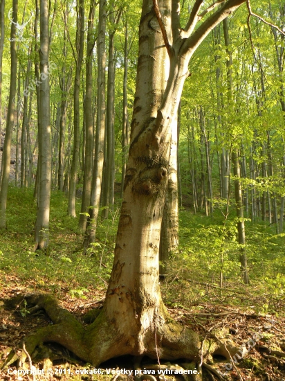 jarná zeleň láka