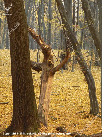 trpaslík z rozprávkovom lese