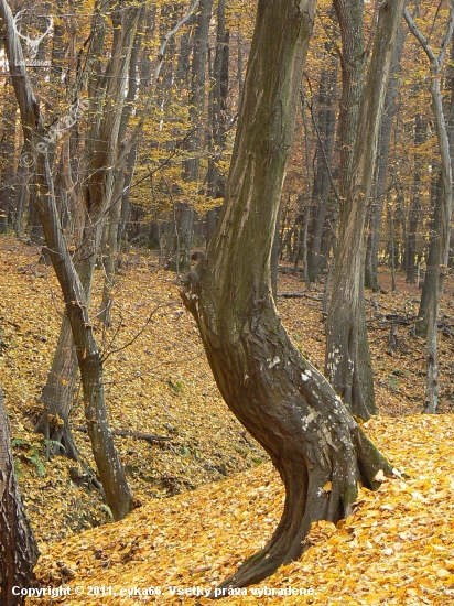 prispôsobivoý  terénu