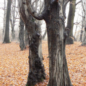 na sklonku decembra