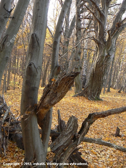 spomienky na jeseň