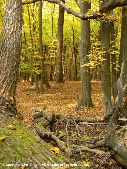 pozastavenie času