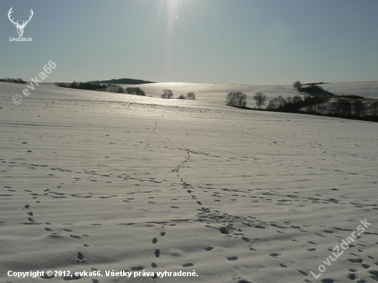 polárna krajina