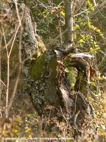 torzo čerešne zaujalo ma farebnosťou a tvarom