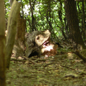 žgeriaca sa hlava čudného tvora v lesnom tichu