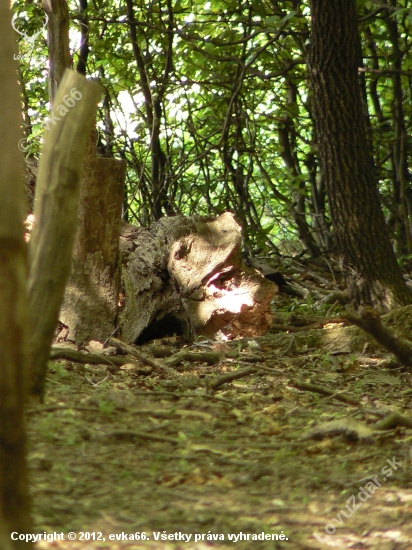 žgeriaca sa hlava čudného tvora v lesnom tichu