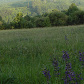 v lone prírody