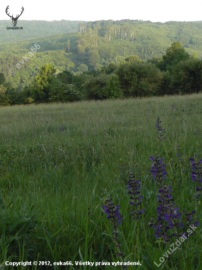 v lone prírody