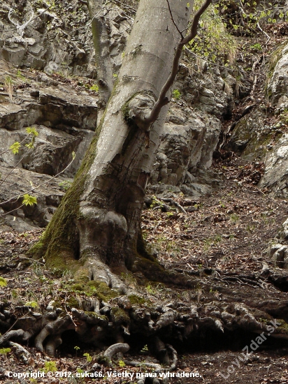 buk-slonia hlava