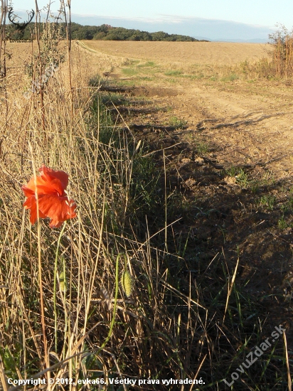 oktobrový samotár