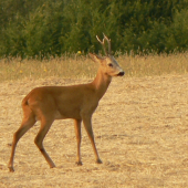 vyšiel pomaly-potichu,ani si ma veľmi nevšímal