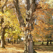 zámocký  park v  jesenných  farbách