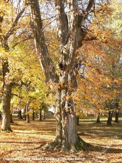 zámocký  park v  jesenných  farbách