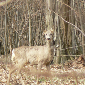 včerajšia 