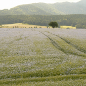 modrou krajinou ľanu