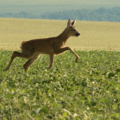 hľadajúce matku