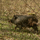 diviačica-usilovná budúca matka