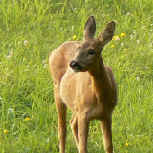 pozorná