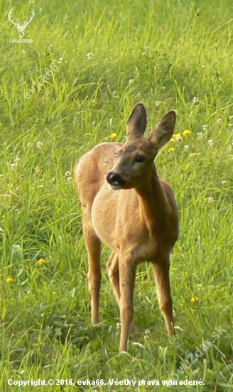 pozorná