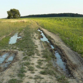 cesta k osamelemu stromu