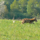 líška-prašivá