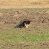 3.medzinár.sokol.stret.Sečovce2008