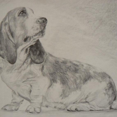 basset- ceruza 40x30cm