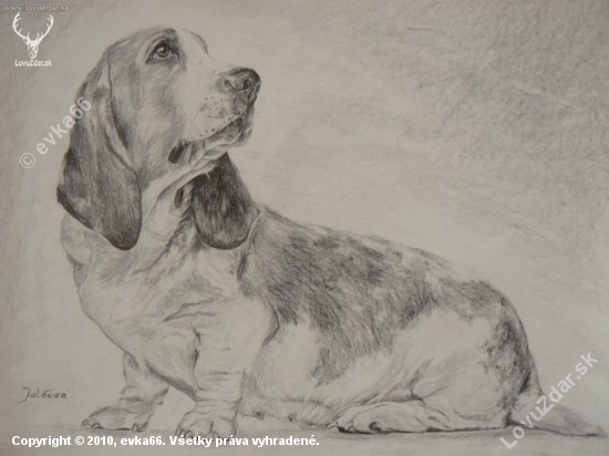 basset- ceruza 40x30cm