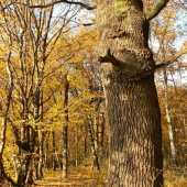 ešte trocha jesene