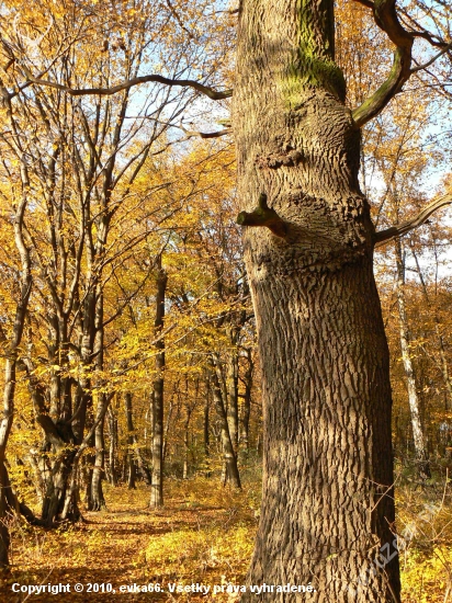 ešte trocha jesene