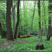 Nevydržal - spadol ...