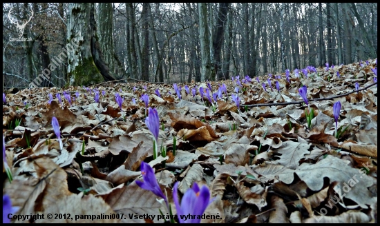 modrý koberec ...